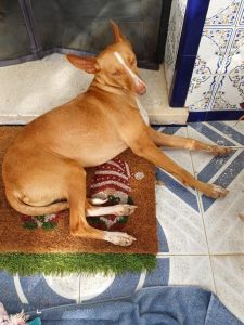 Angelito7_Ausschnitt